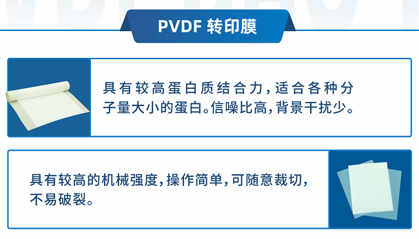 PVDF膜.png